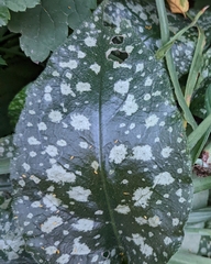 Pulmonaria officinalis
