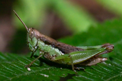 Pseudoxya diminuta