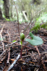 Corybas trilobus aggregate