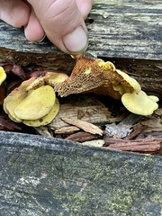 Pseudomerulius curtisii