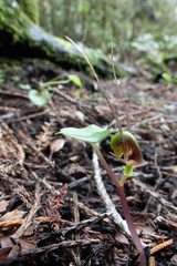 Corybas trilobus aggregate