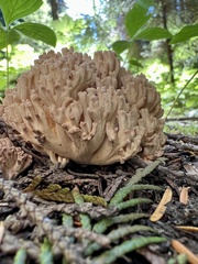 Ramaria