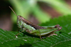 Pseudoxya diminuta