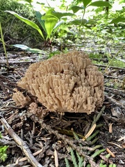 Ramaria