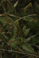 Persicaria tomentosa