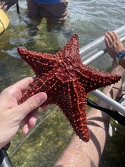 Oreaster reticulatus