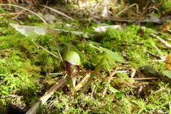 Corybas trilobus aggregate