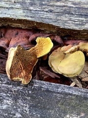 Pseudomerulius curtisii