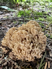 Ramaria