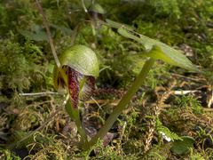 Corybas trilobus aggregate