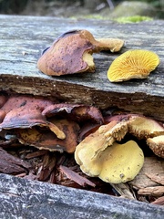 Pseudomerulius curtisii