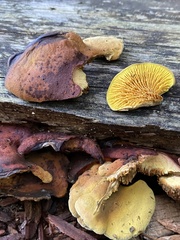 Pseudomerulius curtisii