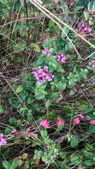 Origanum vulgare