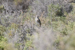 Oreoscoptes montanus