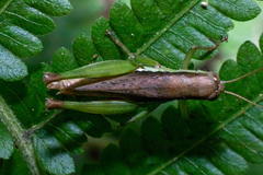 Pseudoxya diminuta