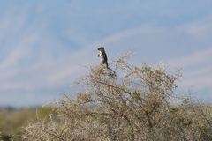 Ammospermophilus leucurus