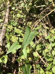 Muehlenbeckia gracillima