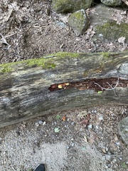 Pseudomerulius curtisii