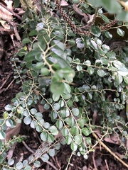 Maclura cochinchinensis