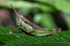 Pseudoxya diminuta