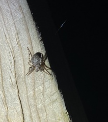 Larinioides patagiatus