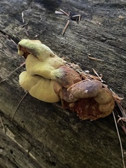 Pseudomerulius curtisii