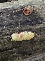 Pseudomerulius curtisii