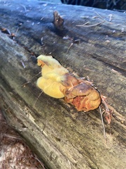 Pseudomerulius curtisii