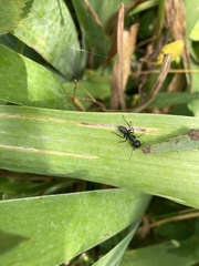 Camponotus vagus