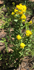 Solidago missouriensis