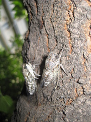 Cicada orni