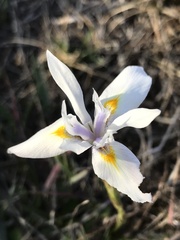 Dietes