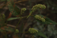 Persicaria tomentosa