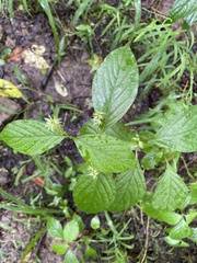 Achyranthes japonica