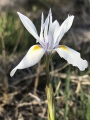 Dietes