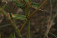 Persicaria tomentosa