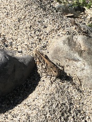 Oedaleus infernalis