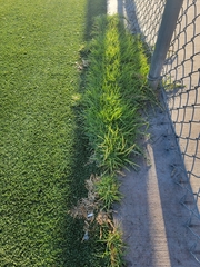 Stenotaphrum secundatum