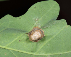 Callirhytis quercusfutilis