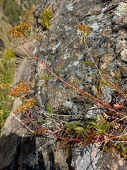 Patrinia rupestris