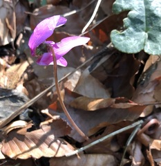 Cyclamen purpurascens