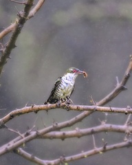 Chrysococcyx caprius