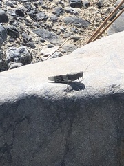 Eusphingonotus japonicus