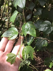 Passiflora herbertiana