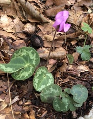 Cyclamen purpurascens