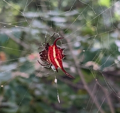 Gasteracantha falcicornis