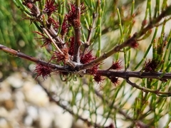 Allocasuarina paludosa