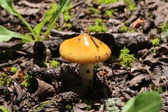 Limacella