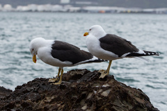 Larus dominicanus dominicanus