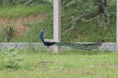 Pavo cristatus